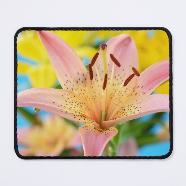 Item preview, Lilium  'Pink Pixie'  Dwarf Asiatic lily   designed and sold by Chris Burrows.