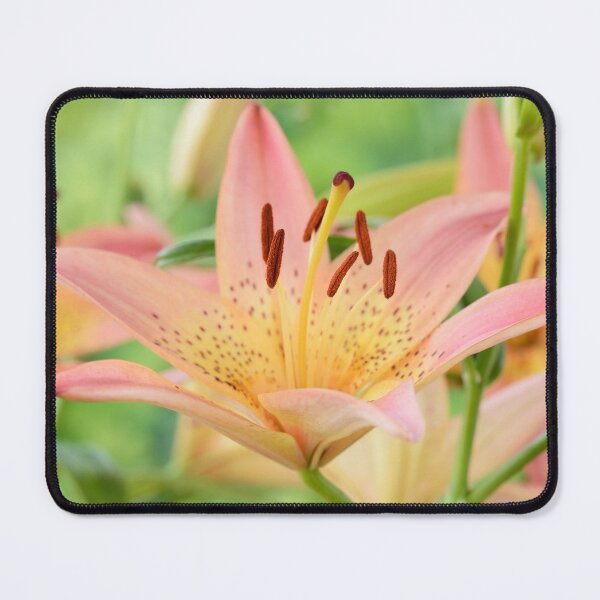 Item preview, Lilium  'Pink Pixie'  Dwarf Asiatic lily   designed and sold by Chris Burrows.