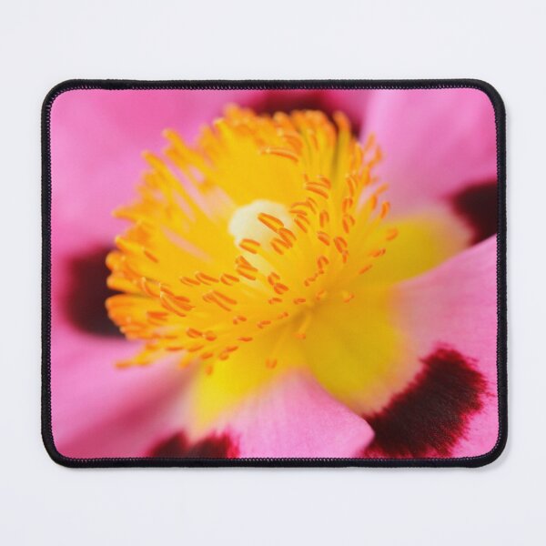 Item preview, Cistus × purpureus AGM Purple-flowered rock rose designed and sold by Chris Burrows.