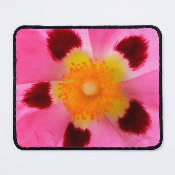 Item preview, Cistus × purpureus AGM Purple-flowered rock rose designed and sold by Chris Burrows.