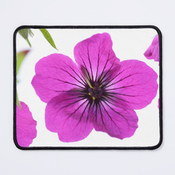 Item preview, Geranium psilostemon  AGM  Armenian cranesbill  designed and sold by Chris Burrows.
