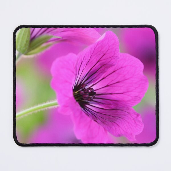 Item preview, Geranium psilostemon AGM Armenian cranesbill designed and sold by Chris Burrows.