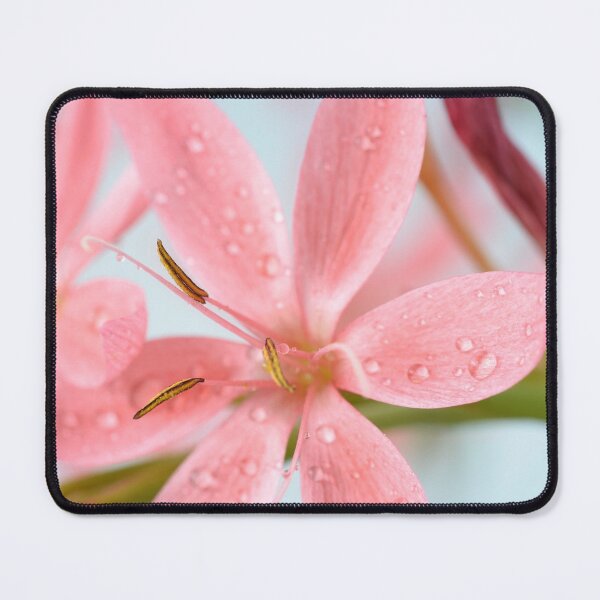 Item preview, Hesperantha coccinea  'Fenland Daybreak'  Crimson flag lily  Syn.  Schizostylis coccinea  'Fenland Daybreak'  designed and sold by Chris Burrows.