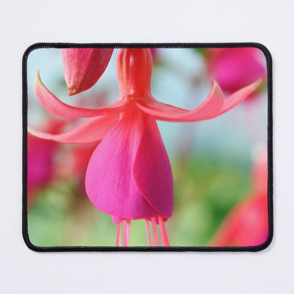 Item preview, Fuchsia 'Pink Fizz' designed and sold by Chris Burrows.