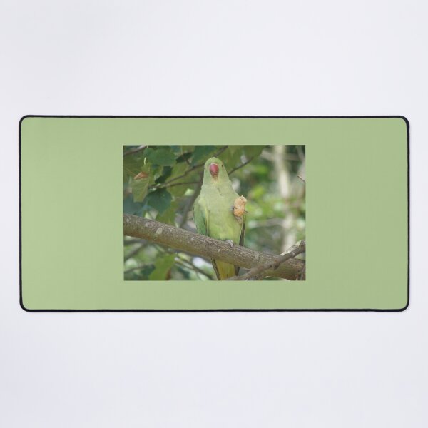 Item preview, Funny Ring Necked Parakeet and Peanut Photograph designed and sold by naturegallery.
