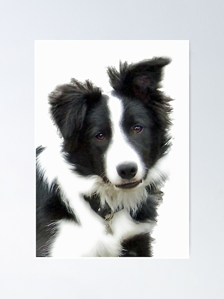 Border Collie Puppy Ty Poster By Furtographic Redbubble