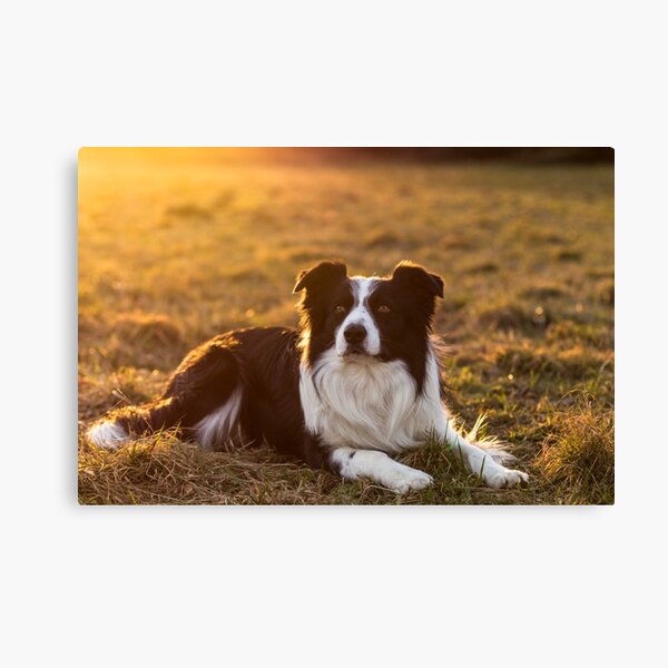border collie at sunset Canvas Print
