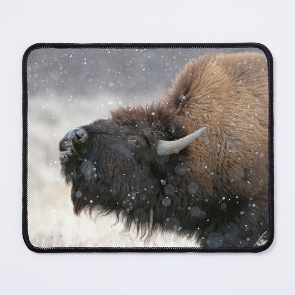 Item preview, Male Bison Sniffing in Snow designed and sold by ForLoveofArt.