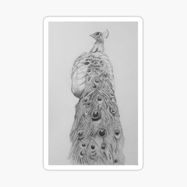 Peacock Sketch Sticker