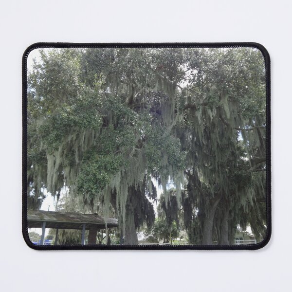 Item preview, Grand Old Live Oak Trees by Orikall designed and sold by HippieWorks.