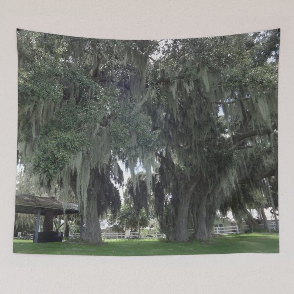 Item preview, Grand Old Live Oak Trees by Orikall designed and sold by HippieWorks.