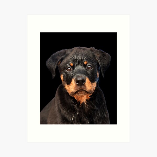 Diseño D Rottweiler Adornos Para Decoración De Escritorio Diseño D Rottweiler Adornos Para Decoración De Escritorio