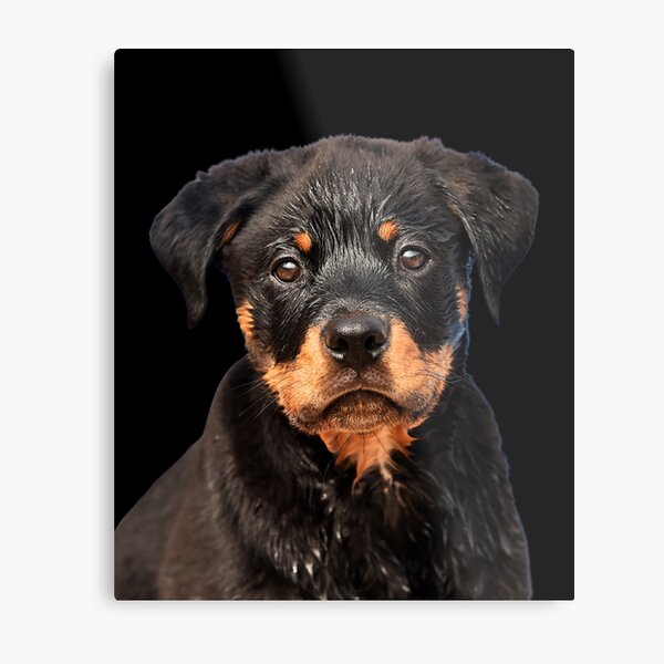 A9 rottweilers hot sale