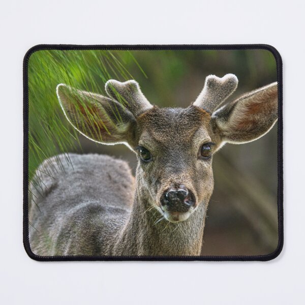 Item preview, Woodland Baby Antler Deer designed and sold by TheWildFlix.