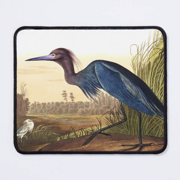 Item preview, Little Blue Heron by John James Audubon designed and sold by TheCurators.