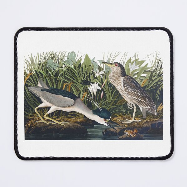Item preview, Black-crowned Night Heron by John James Audubon designed and sold by TheCurators.