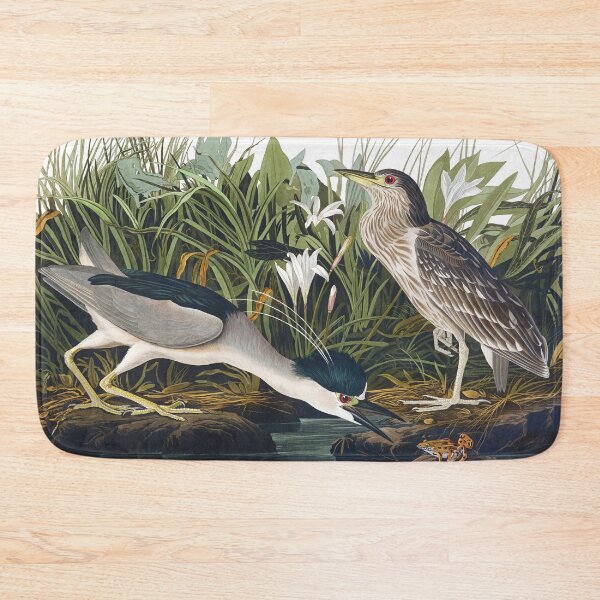 Item preview, Black-crowned Night Heron by John James Audubon designed and sold by TheCurators.
