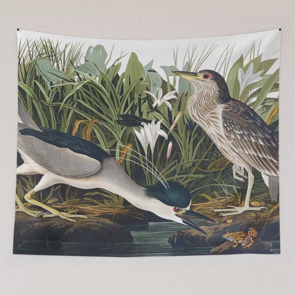 Item preview, Black-crowned Night Heron by John James Audubon designed and sold by TheCurators.