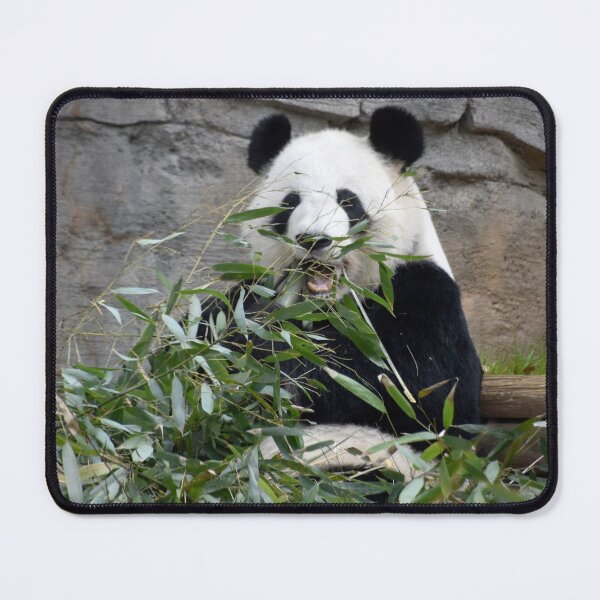 Item preview, Giant Panda Lun Lun at Zoo Atlanta designed and sold by Zoo and Nature Photography by Karie.