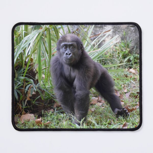 Item preview, Moke the Gorilla at the National Zoo designed and sold by Zoo and Nature Photography by Karie.
