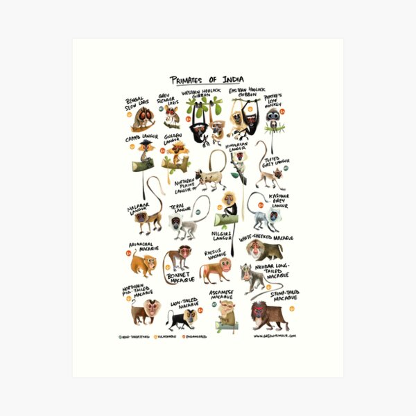 Item preview, Primates of India designed and sold by Green Humour.