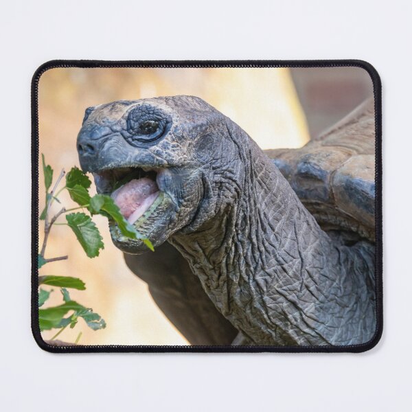 Item preview, Aldabra Tortoise at the National Zoo designed and sold by Zoo and Nature Photography by Karie.