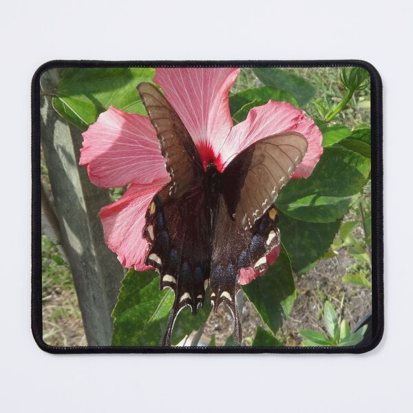 Item preview, Large Butterfly on Hibiscus Flower by Orikall designed and sold by HippieWorks.