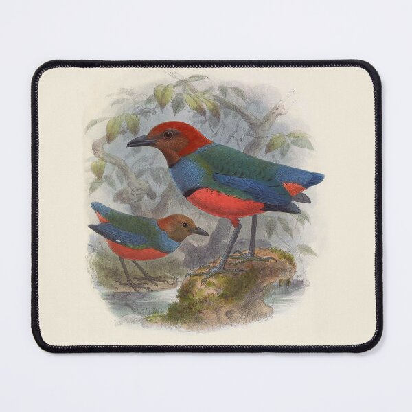 Item preview, Vintage Painting of Pitta Caeruleo - A Jewel Thrush designed and sold by TheCurators.