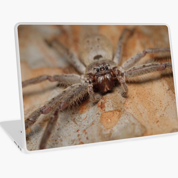 Brown Huntsman - Heteropoda sp. Laptop Skin