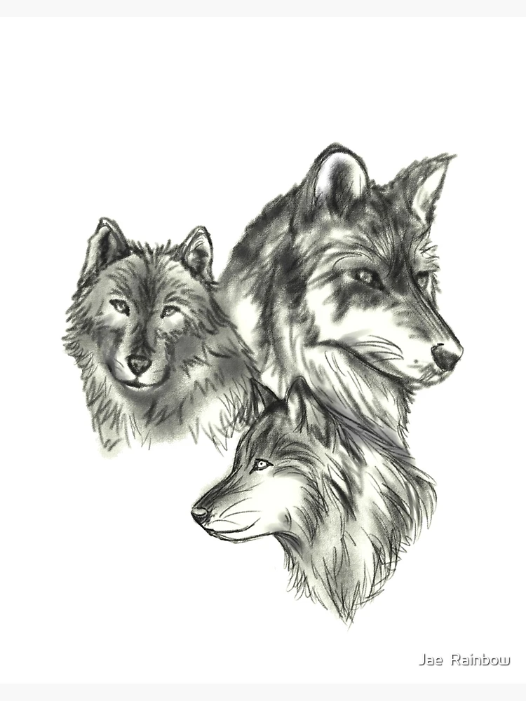 Teen Wolf Set of 3 Drawing Sketch Printsaceo Fan Prints of 