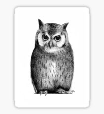Owl Sticker