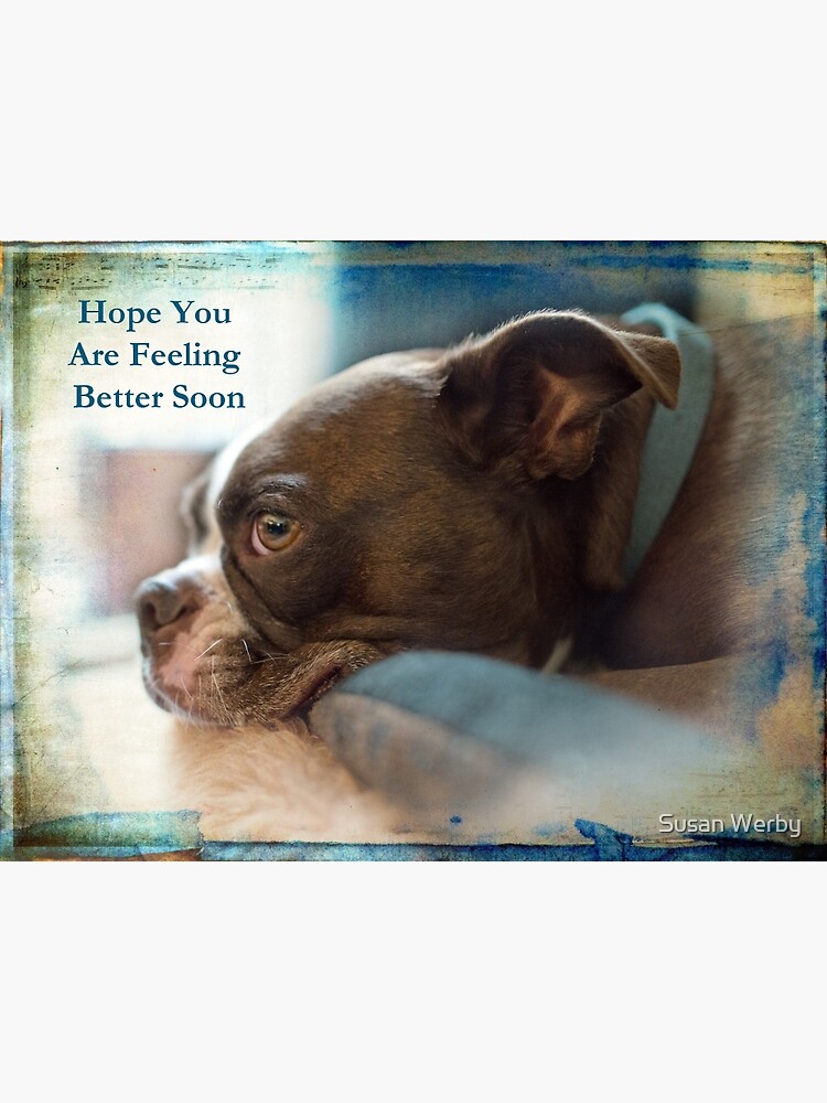 hope-you-feel-better-soon-dog-ubicaciondepersonas-cdmx-gob-mx