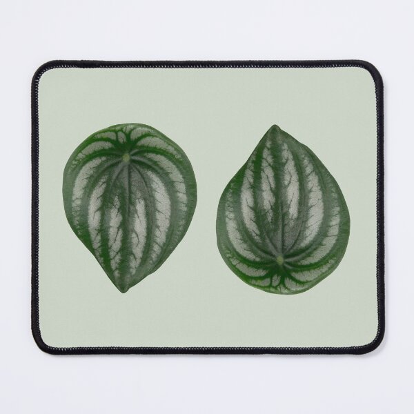 Item preview, Watermelon Peperomia designed and sold by mooneko.