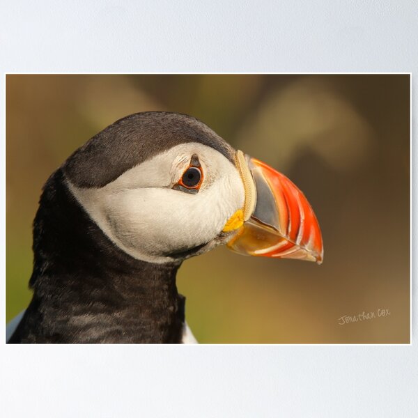 Item preview, Puffin Profile designed and sold by Jondave.