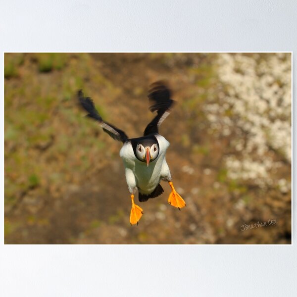 Item preview, Puffin Landing designed and sold by Jondave.