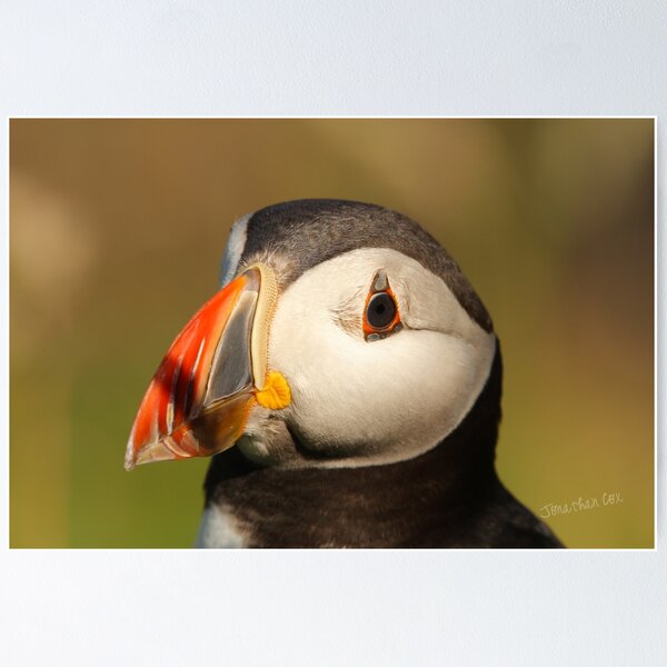 Item preview, Puffin designed and sold by Jondave.
