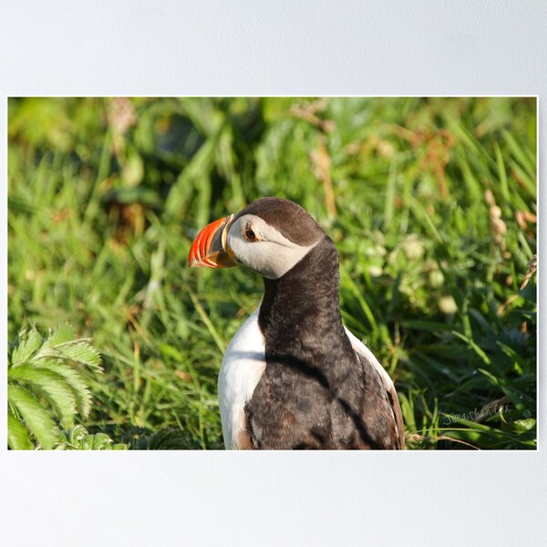 Item preview, Puffin designed and sold by Jondave.