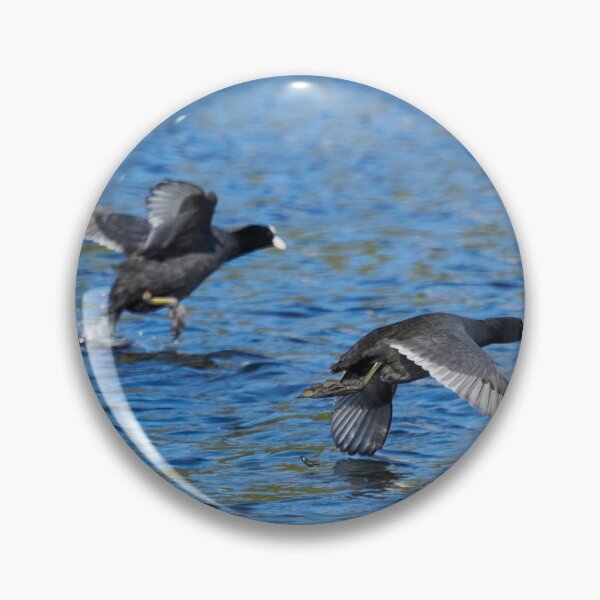 Item preview, Take off duo. Eurasian coot designed and sold by Jouko Lehto Photography.