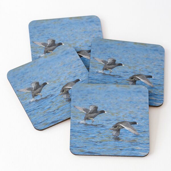 Item preview, Take off duo. Eurasian coot designed and sold by Jouko Lehto Photography.