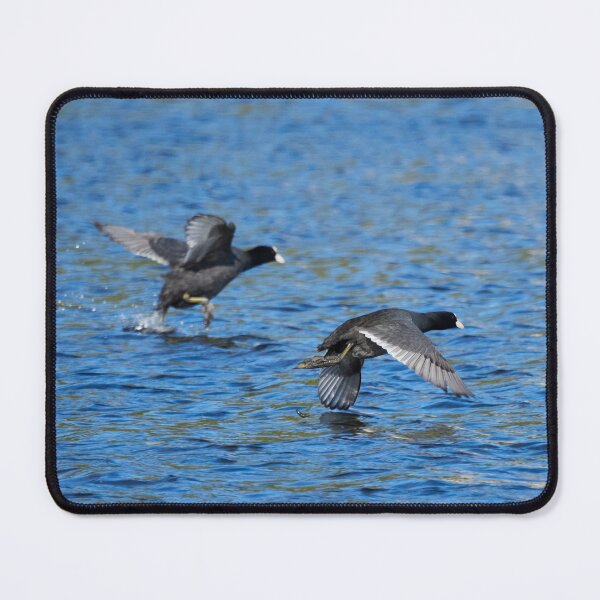 Item preview, Take off duo. Eurasian coot designed and sold by Jouko Lehto Photography.