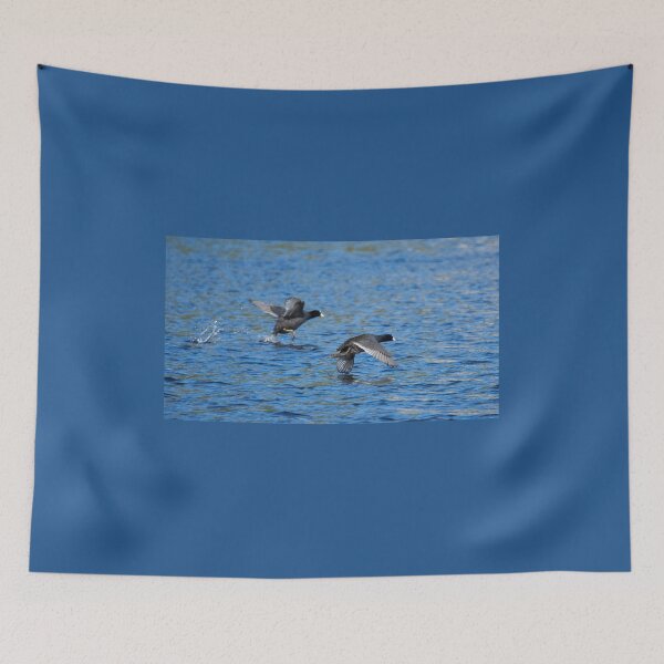 Item preview, Take off duo. Eurasian coot designed and sold by Jouko Lehto Photography.