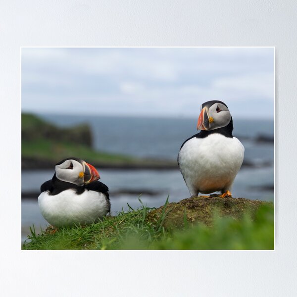 Item preview, Puffins designed and sold by Karen Miller.