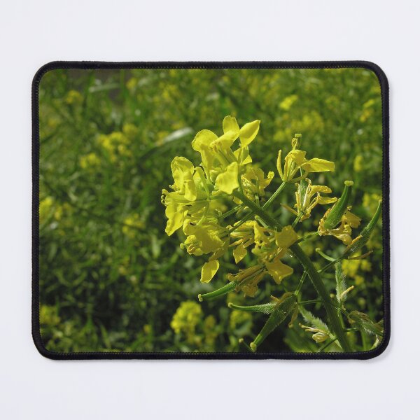 Item preview, Mustard on the field designed and sold by Kiran-Fine-Art.