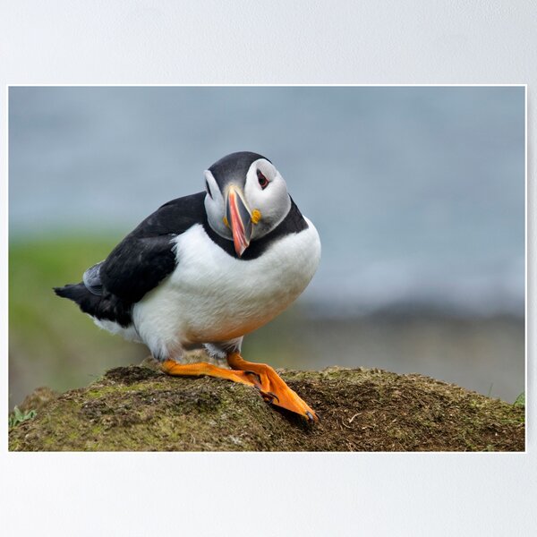 Item preview, puffin designed and sold by Karen Miller.