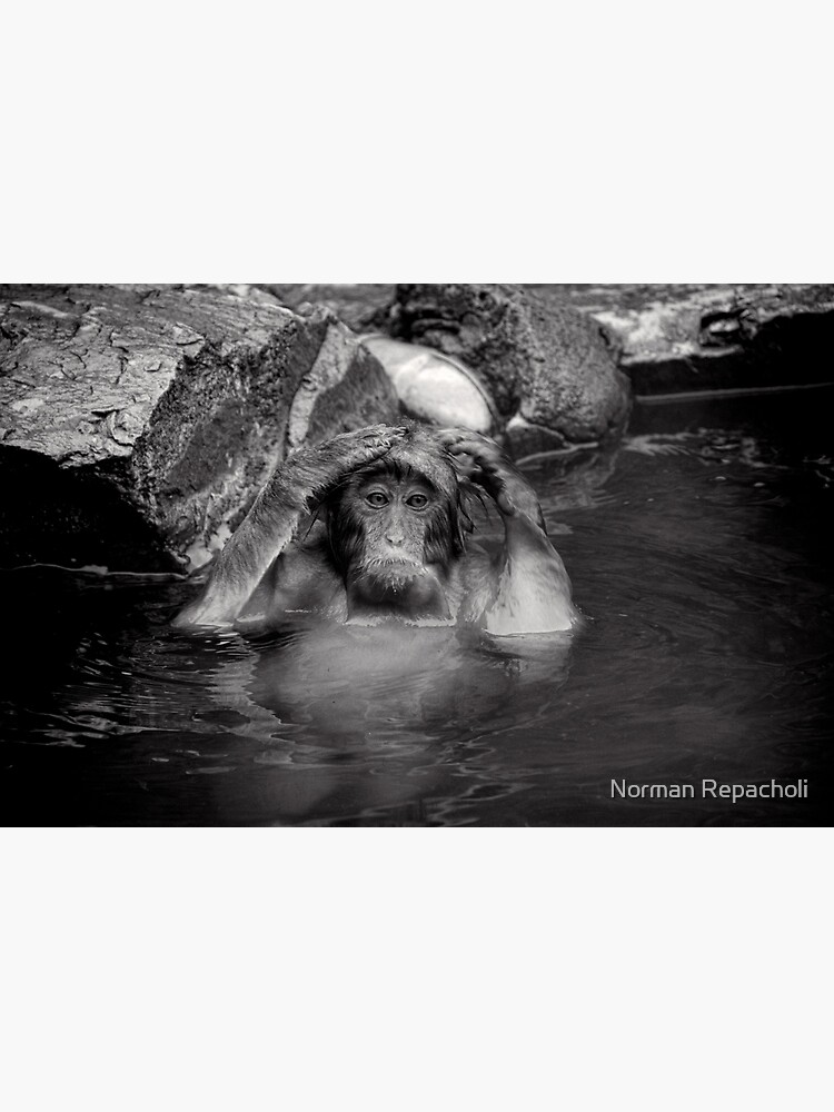 Rinse and Repeat. Snow Monkeys by keystone