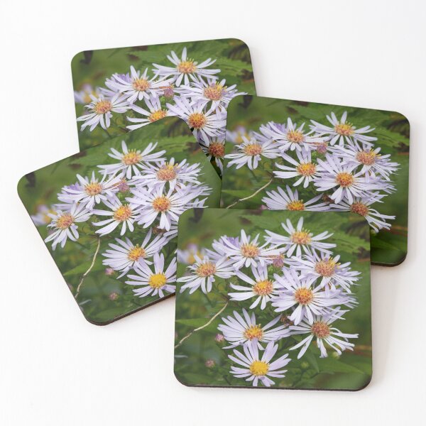 Item preview, The spreading New York aster designed and sold by Jouko Lehto Photography.