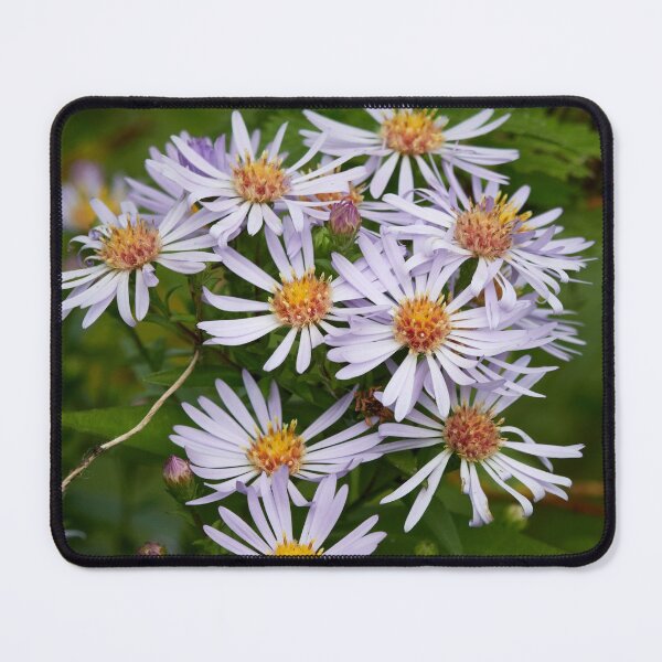Item preview, The spreading New York aster designed and sold by Jouko Lehto Photography.