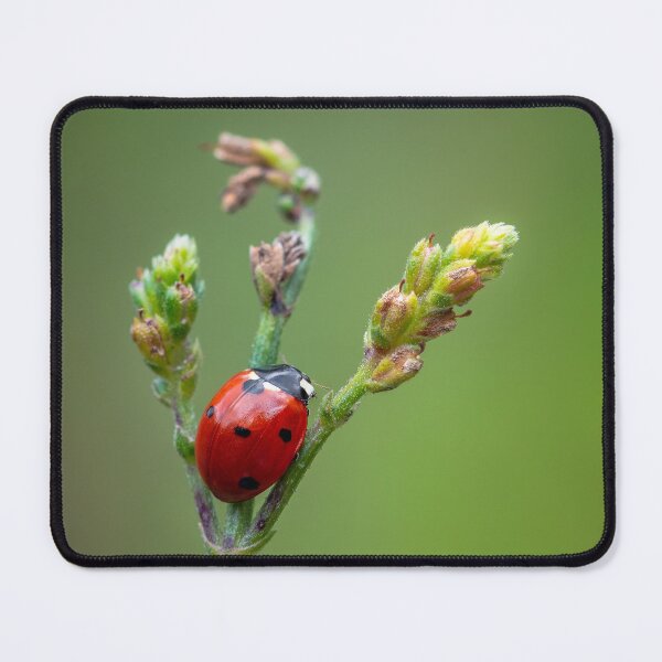 Item preview, Red ladybug insect sitting on flower designed and sold by Millenn.