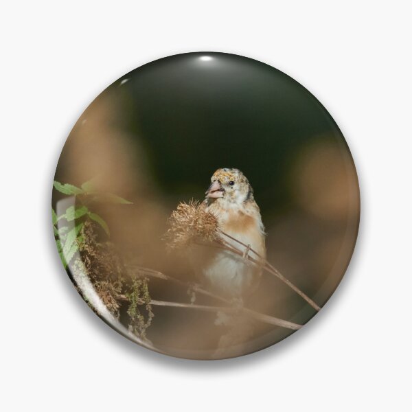 Item preview, The young one with the delicious Creeping Thistle. European goldfinch designed and sold by Jouko Lehto Photography.