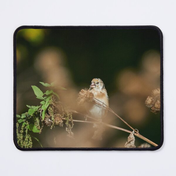 Item preview, The young one with the delicious Creeping Thistle. European goldfinch designed and sold by Jouko Lehto Photography.